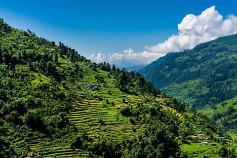 Agricultural landscape