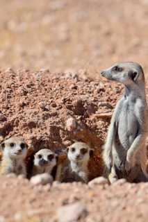 Meerkats