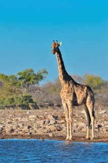 Angolan giraffe