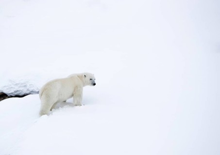 Polar bear