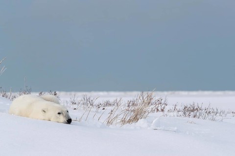Polar bear