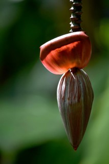 Banana blossom