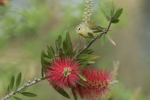 Tennessee Warbler