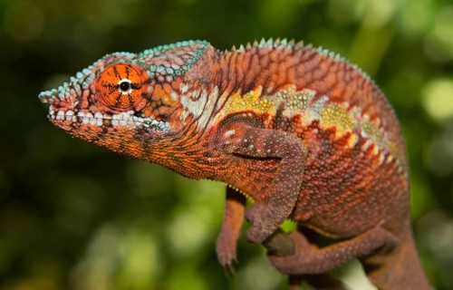Panther chameleon