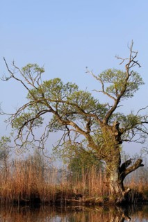 Old willow tree on banks of River Trebel