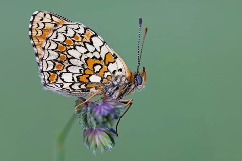 Knapweed fritillary