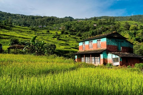 Farmhouse in agricultural landscape with green terrace rice fields