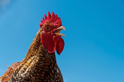 A rooster