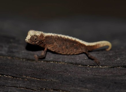 Male dwarf chameleon