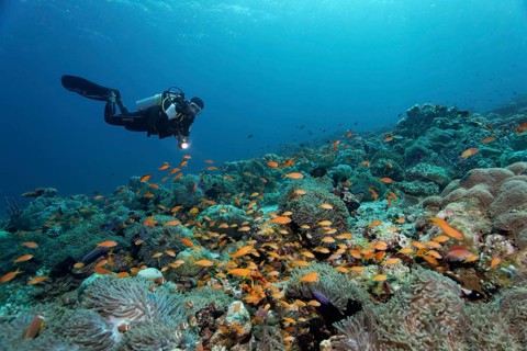 Coral reef with magnificent sea anemones