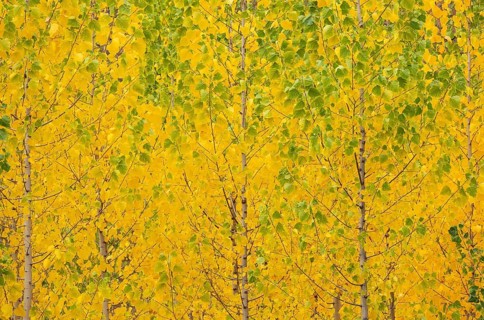 Yellow aspens