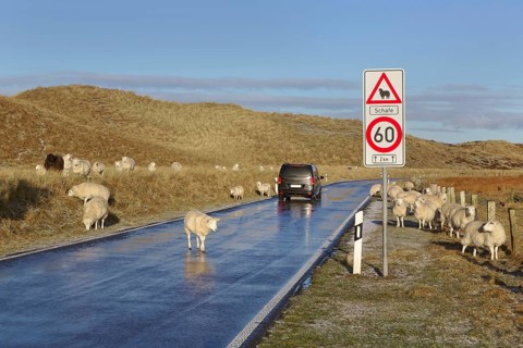Sheep