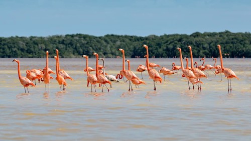 American flamingos