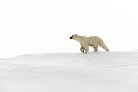 Polar bear