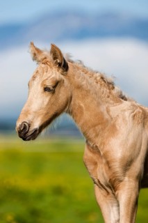 Palomino Morgan horse foal