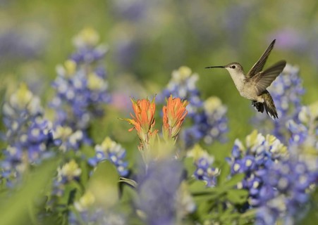 Black-chinned Hummingbird