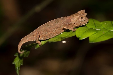Brown leaf chameleon