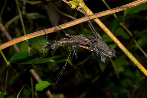 Stick insect