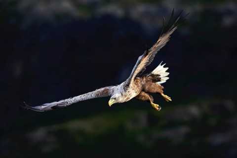White-tailed eagle