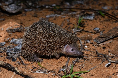 Lesser hedgehog tenrec