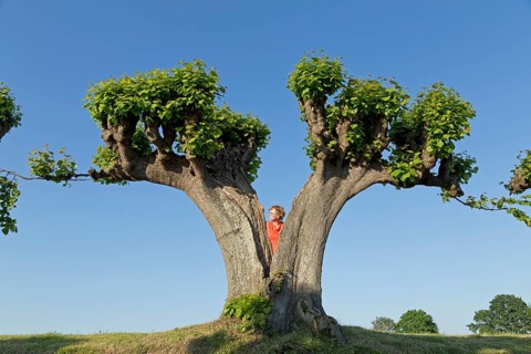 Woman behind lime tree