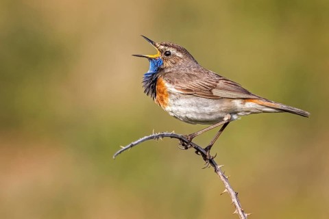 Bluethroat