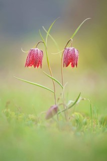 Snake's Head Fritillarys