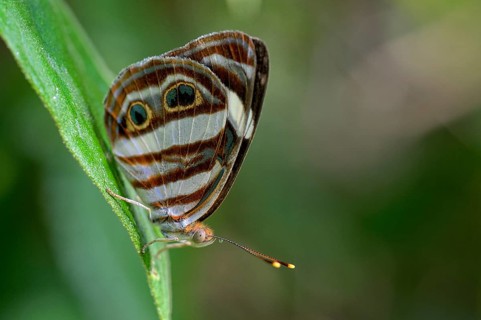 Mylitta Greenwing or Four-spot Sailor
