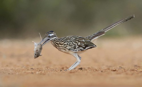 Greater Roadrunner