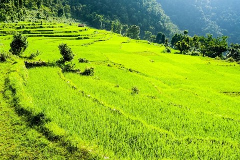 Agricultural landscape with green rice fields