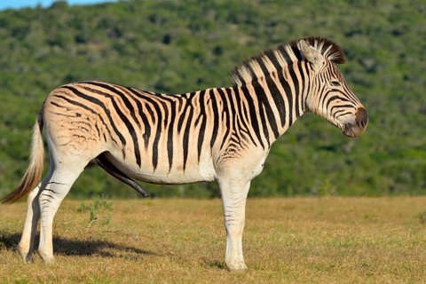 Burchell's zebra