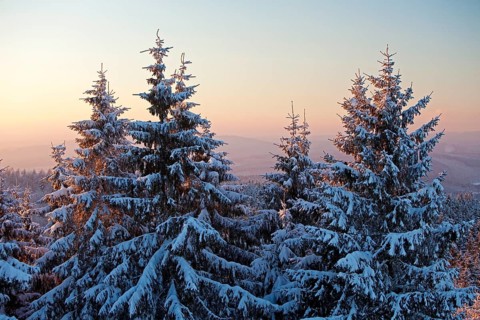 Snow covered spruce trees in winter