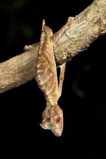 Satanic Leaf Tailed Gecko