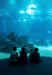 People inside Lisbon Oceanarium