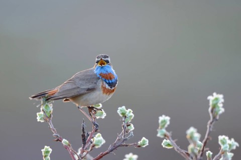 Singing Red-spotted bluethroat