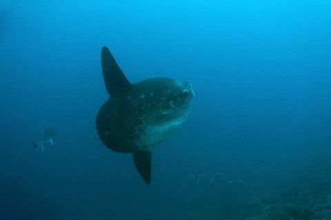 Moonfish