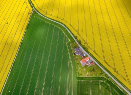Flowering yellow rape fields