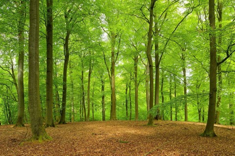 Untouched beech forest