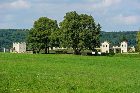 Field maple