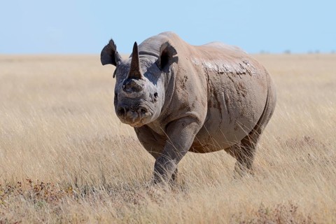 Black rhinoceros