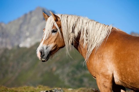 Haflinger