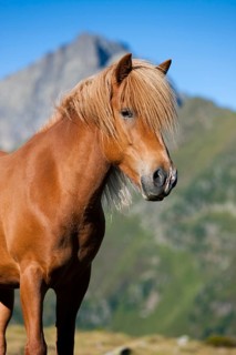 Icelandic horse in front of mountain range
