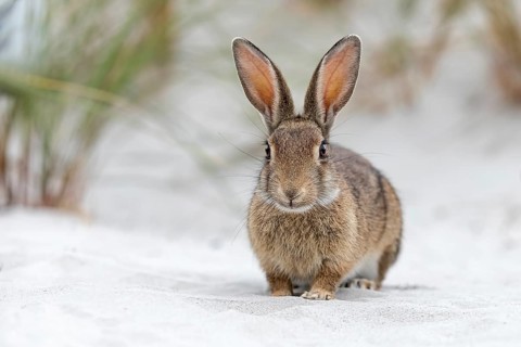 Wild rabbit