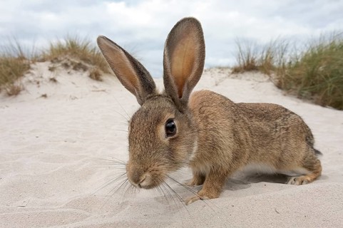 Wild rabbit