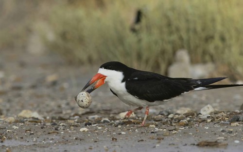 Black skimmer