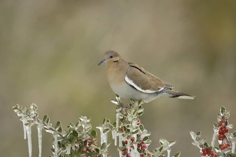 White-winged Dove