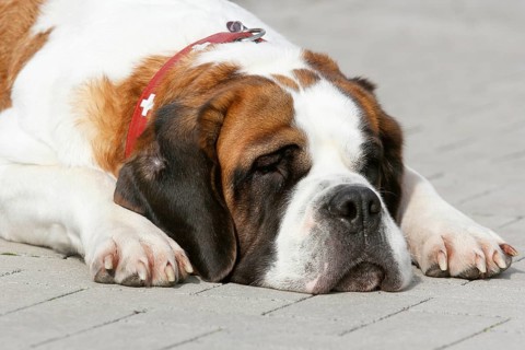 St. Bernard