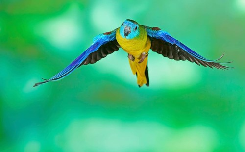 Turquoise parrot