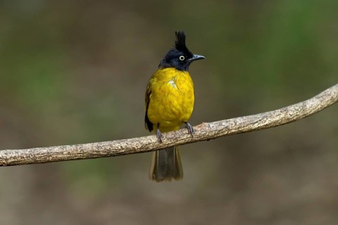 Black-capped bulbul