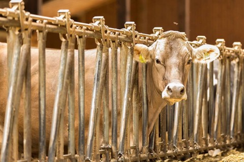 Cow in barn